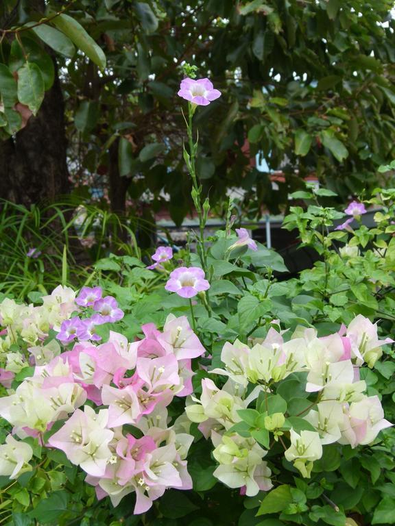 Bed and Breakfast Ban Boonchu Phra Nakhon Si Ayutthaya Zewnętrze zdjęcie